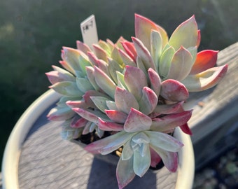 Exact plant sell 5”  Dudleya Farinosa Middle Coast Form flame red  9 head cluster FM-7