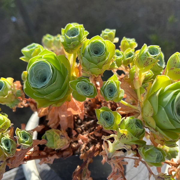 Exact Live Plant Sell Mountain Rose Greenovia diplocycla 4”  cluster DY-6