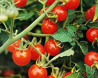 Matt’s Wild Cherry Tomato Heirloom Organic 15 seeds