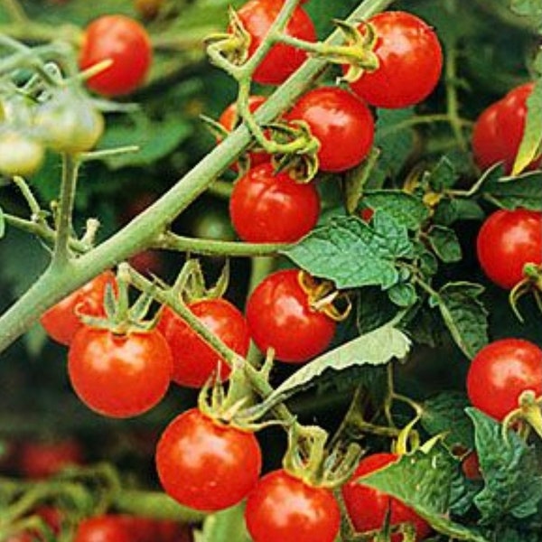 Matt’s Wild Cherry Tomato Heirloom Organic 15 seeds