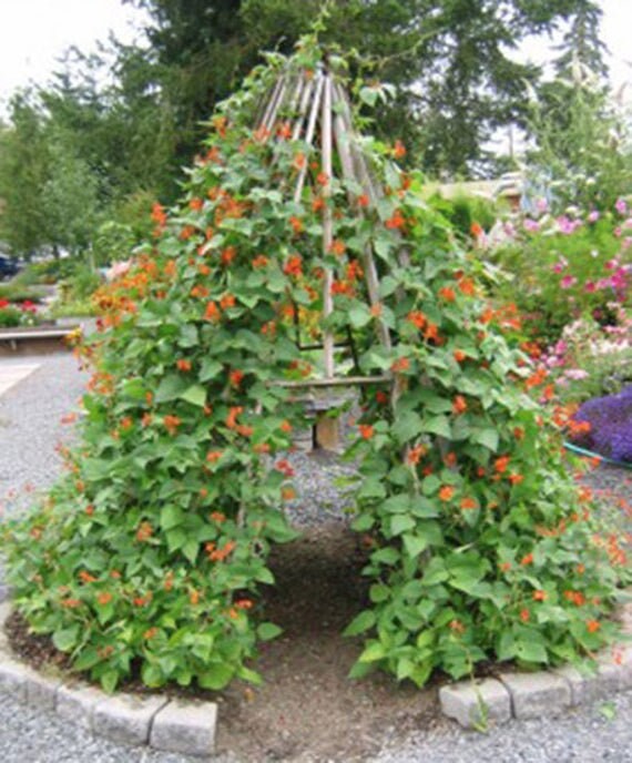 Scarlett Runner Bean 25 Seeds - Etsy