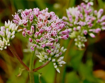 Climbing Hempvine 25 Zaden