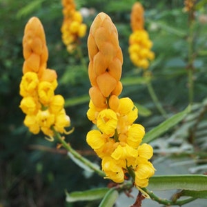 Candlestick bush   Cassia alata   5 seeds