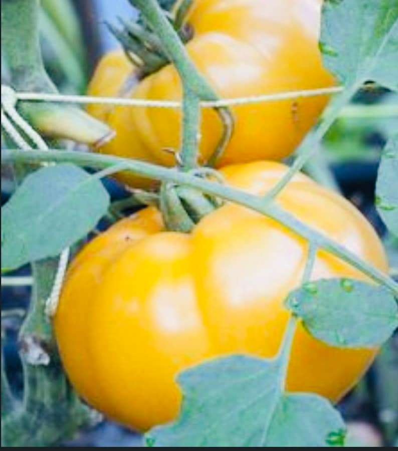 Yellow Brandywine Tomato 20 Organic Heirloom Seeds Etsy