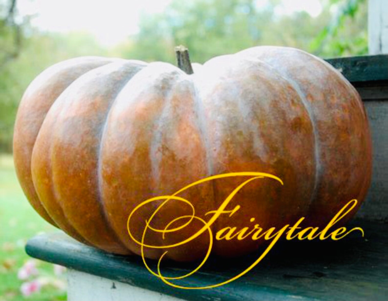 Fairytale Pumpkins 15 Seeds Etsy