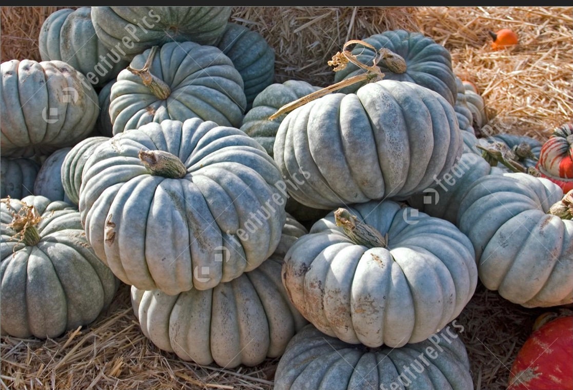 Blue Jarrahdale Pumpkin 10 Seeds Heirloom Organic Etsy New Zealand