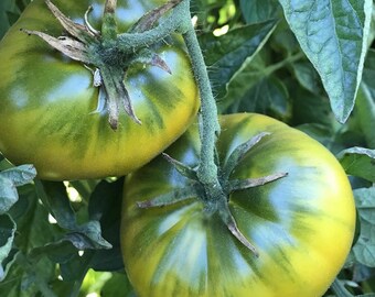 Green Cherokee Tomato Heirloom Organic 10 Seeds