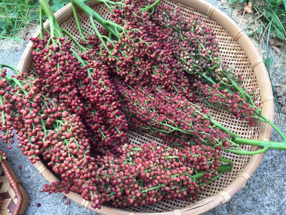 Organic Staghorn Sumac Seeds/berries Etsy