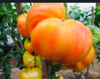 Striped German Tomato Heirloom Organic 15 seeds