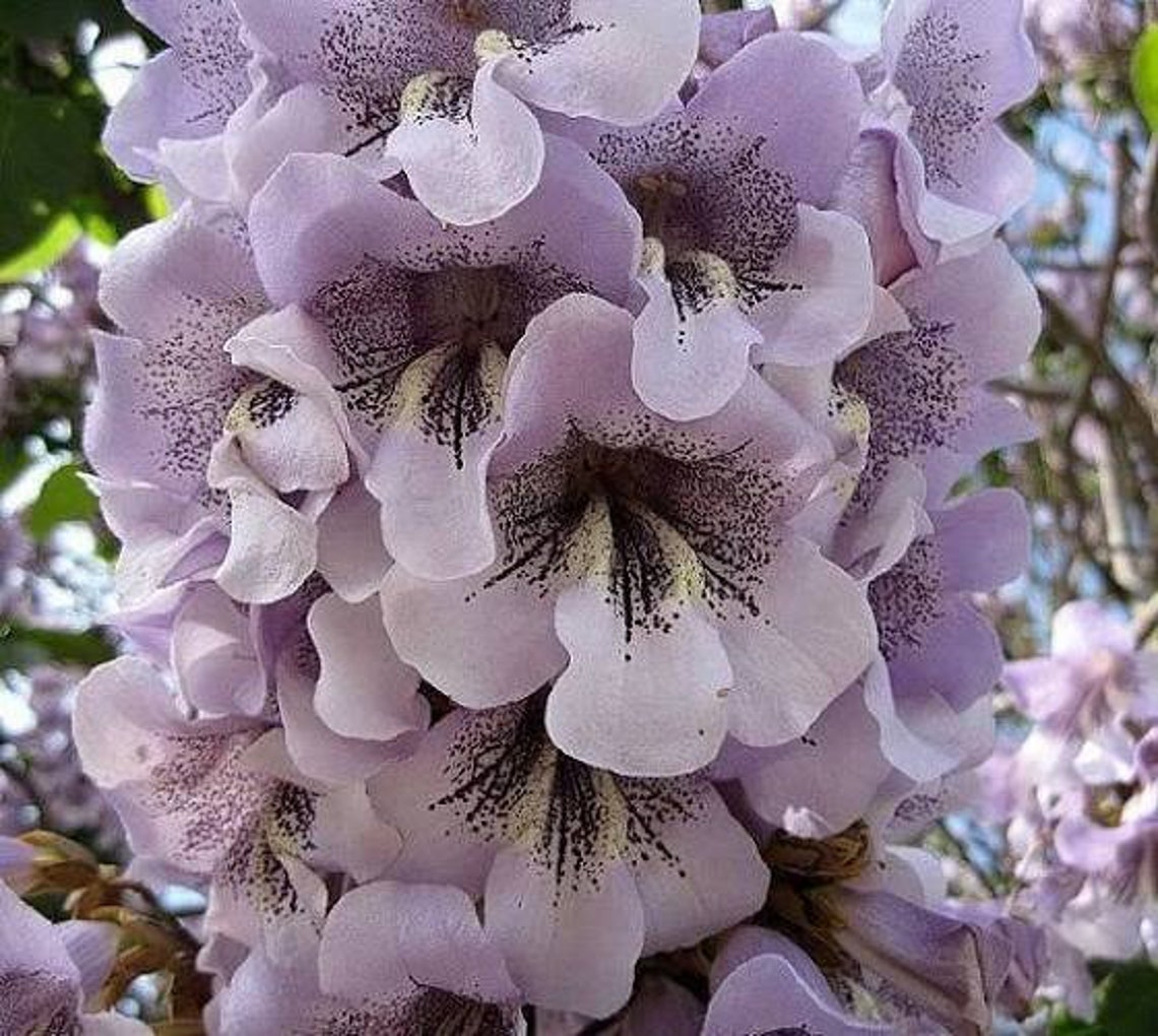 Royal Empress Paulownia Tree 50 Seeds - Etsy