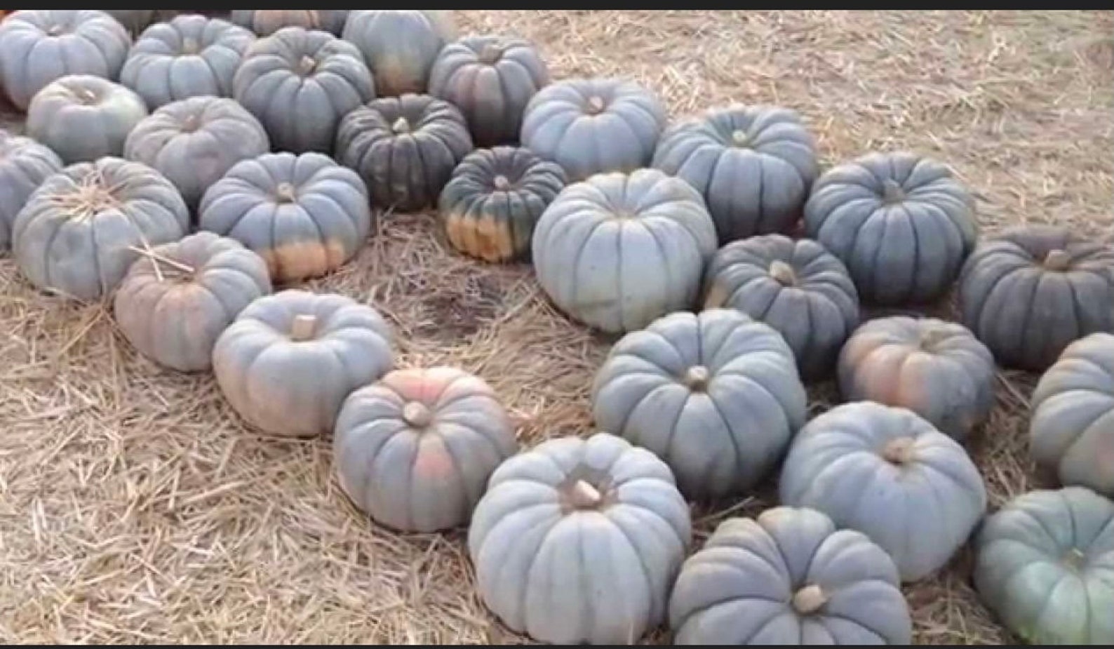 Blue Jarrahdale Pumpkin 10 Seeds Heirloom Organic Etsy