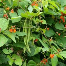 Scarlett runner bean 25 seeds