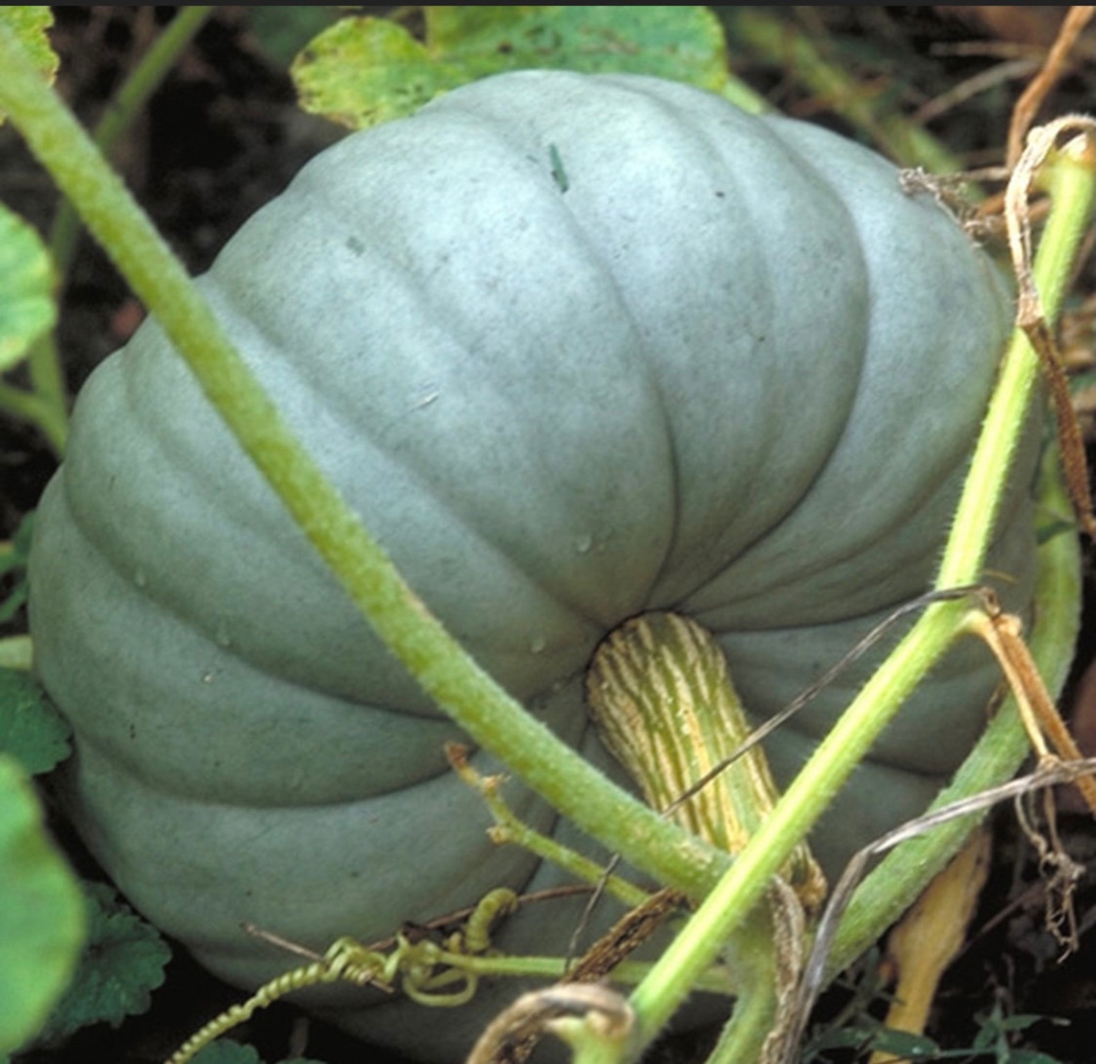 Blue Jarrahdale Pumpkin 10 Seeds Heirloom Organic Etsy