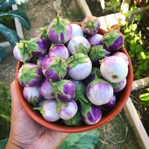 Lavender Frog Egg Eggplant 15 Seeds Etsy
