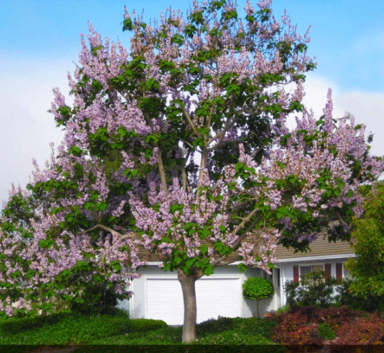 Royal Empress Paulownia Tree 50 Seeds - Etsy