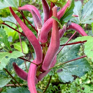 Pink Okra 25 seeds