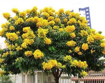 May include: A large tree with a full canopy of bright yellow flowers. The tree is in bloom and the flowers are clustered together in large bunches. The tree is in front of a building with a white fence.