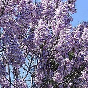 Royal Empress Paulownia tree 50 seeds
