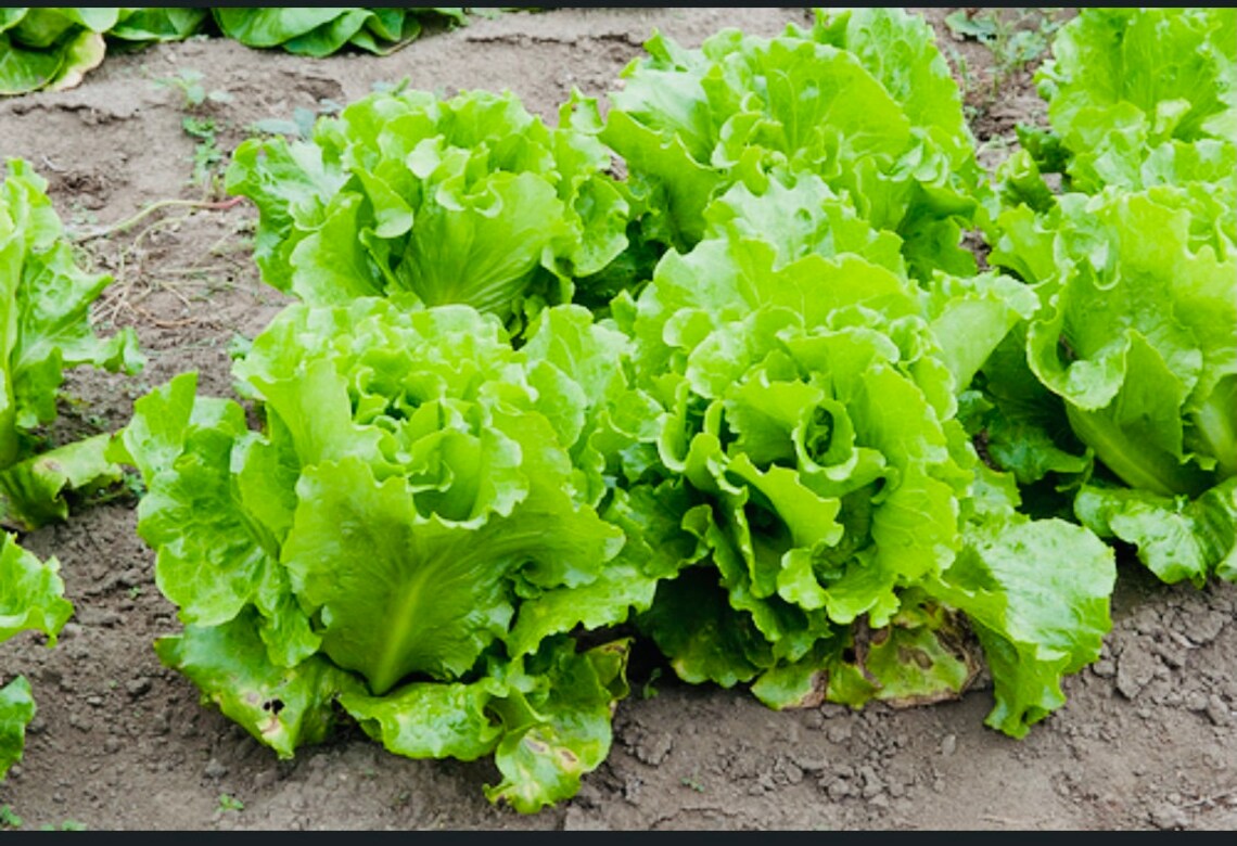 Black seeded Simpson Lettuce 20 seeds Etsy