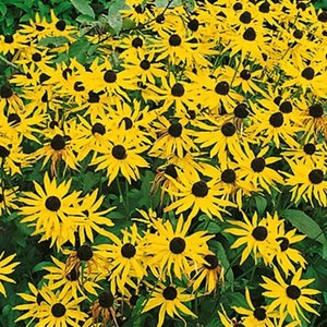 Wildflower Mix