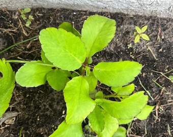 Miracle leaf plant (2 cuttings) --KALANCHOE PINNATA miracle leaf air plants Bryophyllum Pinnatum 2" to 4"Bare root Free Shipping.