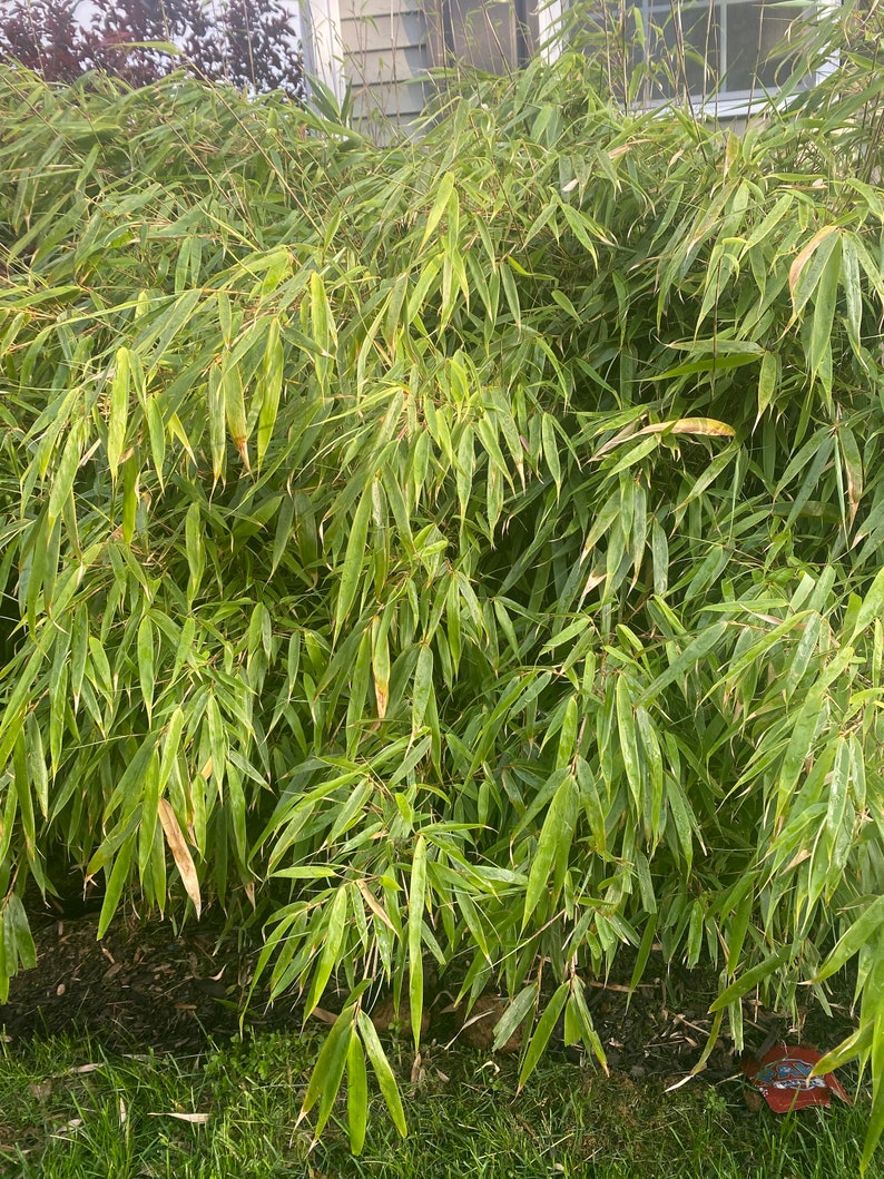 Fargesia Bamboo Plants Etsy