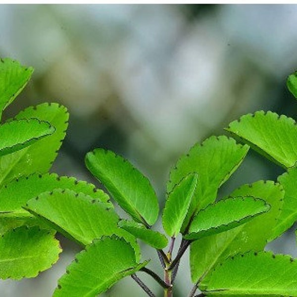 Miracle Leaf  Plant 10 leaves  Fresh ,Planting can be done using a leaf Free Ground Shipping.
