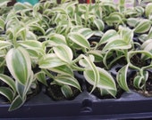 Variegated Vanilla Orchid Planifolia, South Florida Grown