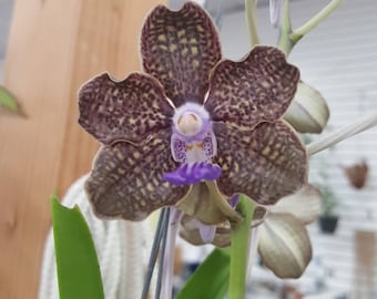 Vanda Fragrant " Mimi Palmer ", South Florida Grown