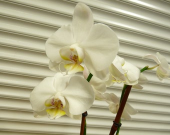 Phal. "Yukidan Sogo", South Florida Grown