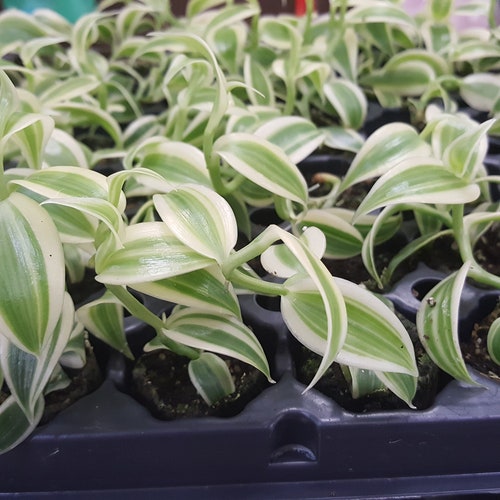 Variegated Vanilla Orchid  Planifolia, South Florida Grown