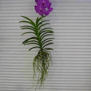 Vanda, Pat's Delight , South Florida Grown image 4