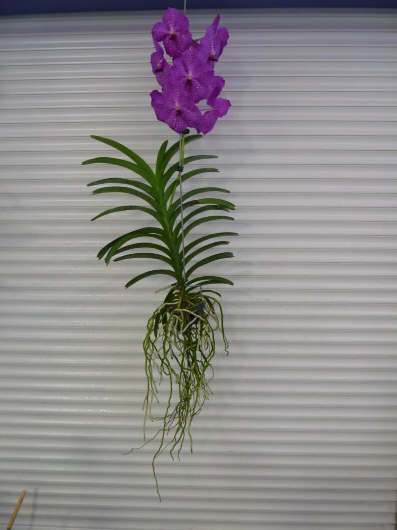 Vanda, Pat's Delight , South Florida Grown image 4