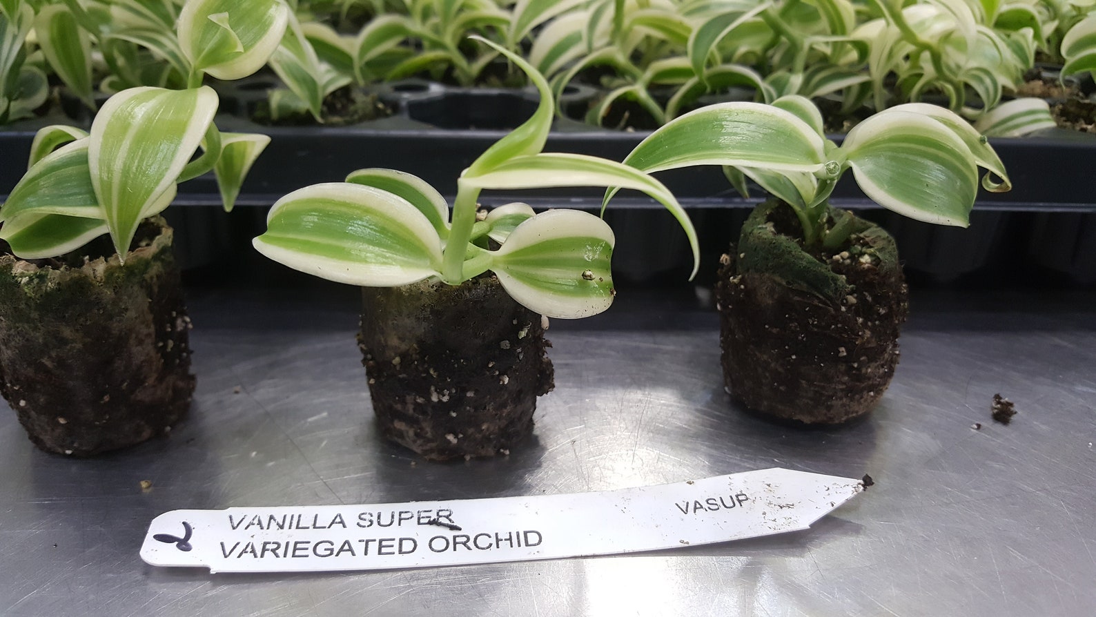 Variegated Vanilla Orchid Planifolia South Florida Grown Etsy