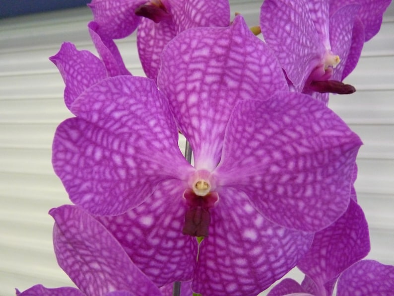 Vanda, Pat's Delight , South Florida Grown image 2