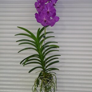 Vanda, Pat's Delight , South Florida Grown image 3