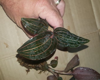 Ludisia Discolor ' Jewel Orchid ', South Florida Grown