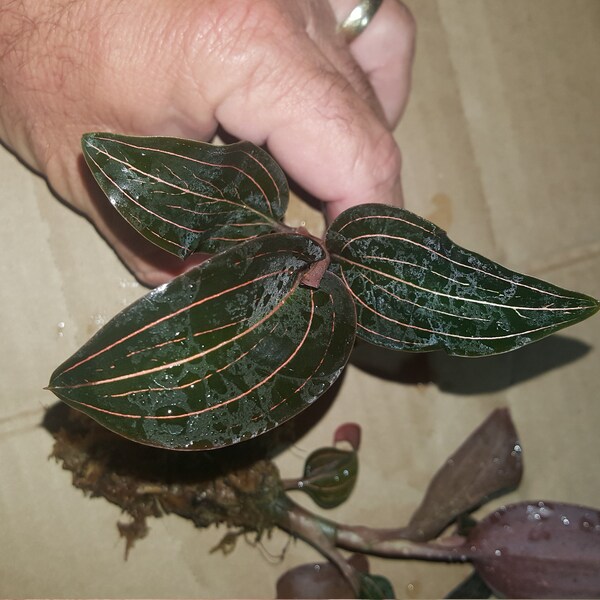 Ludisia Discolor ' Jewel Orchid ', South Florida Grown