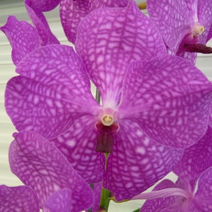 Vanda, Pat's Delight , South Florida Grown image 5