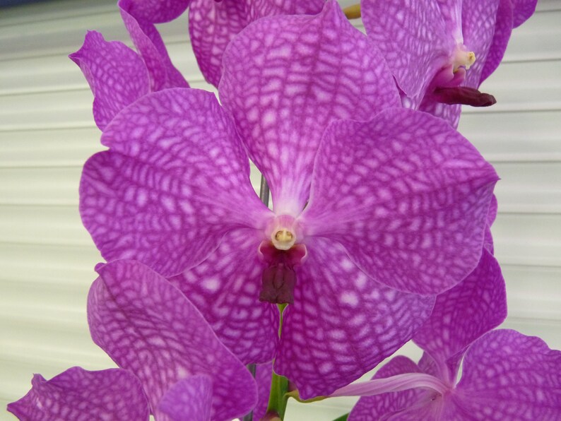 Vanda, Pat's Delight , South Florida Grown image 5