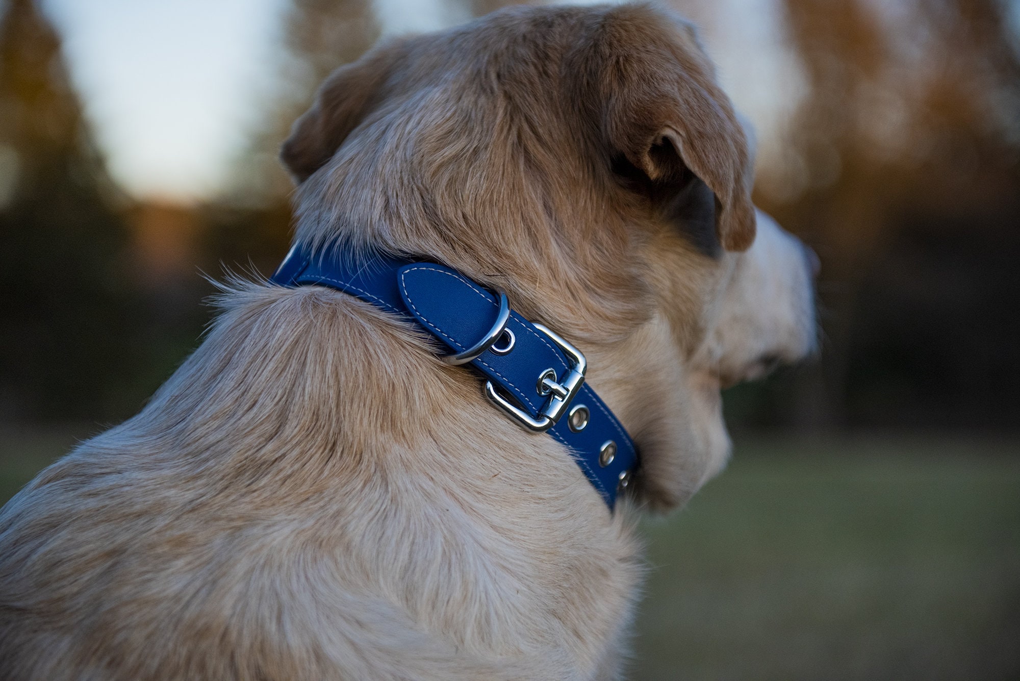 Collar para perro Apple AirTag de piel sintética personalizable de