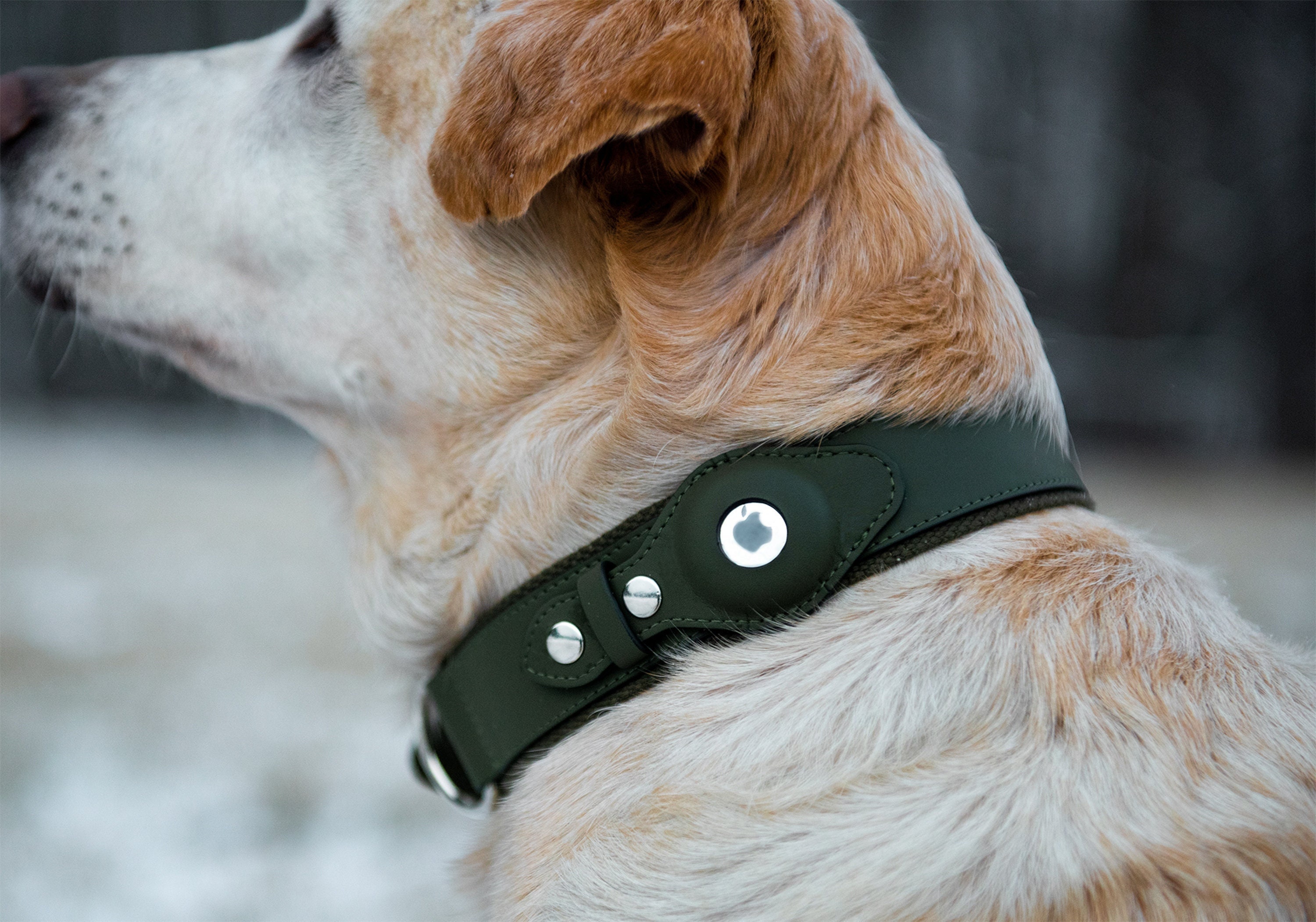 Personalizable Faux Leather Apple AirTag Dog Collar by Nine Twenty Eight™  Leather, Faux Leather and Premium Collar Option Available for Pets -   Israel