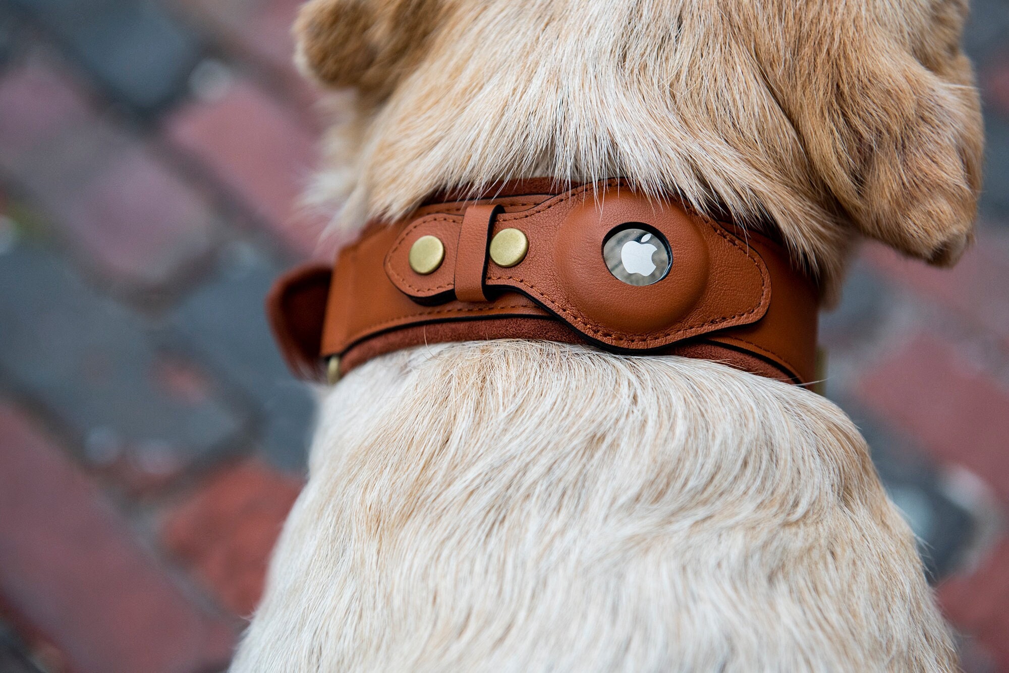 Collier pour chien Apple AirTag en cuir de qualité supérieure et