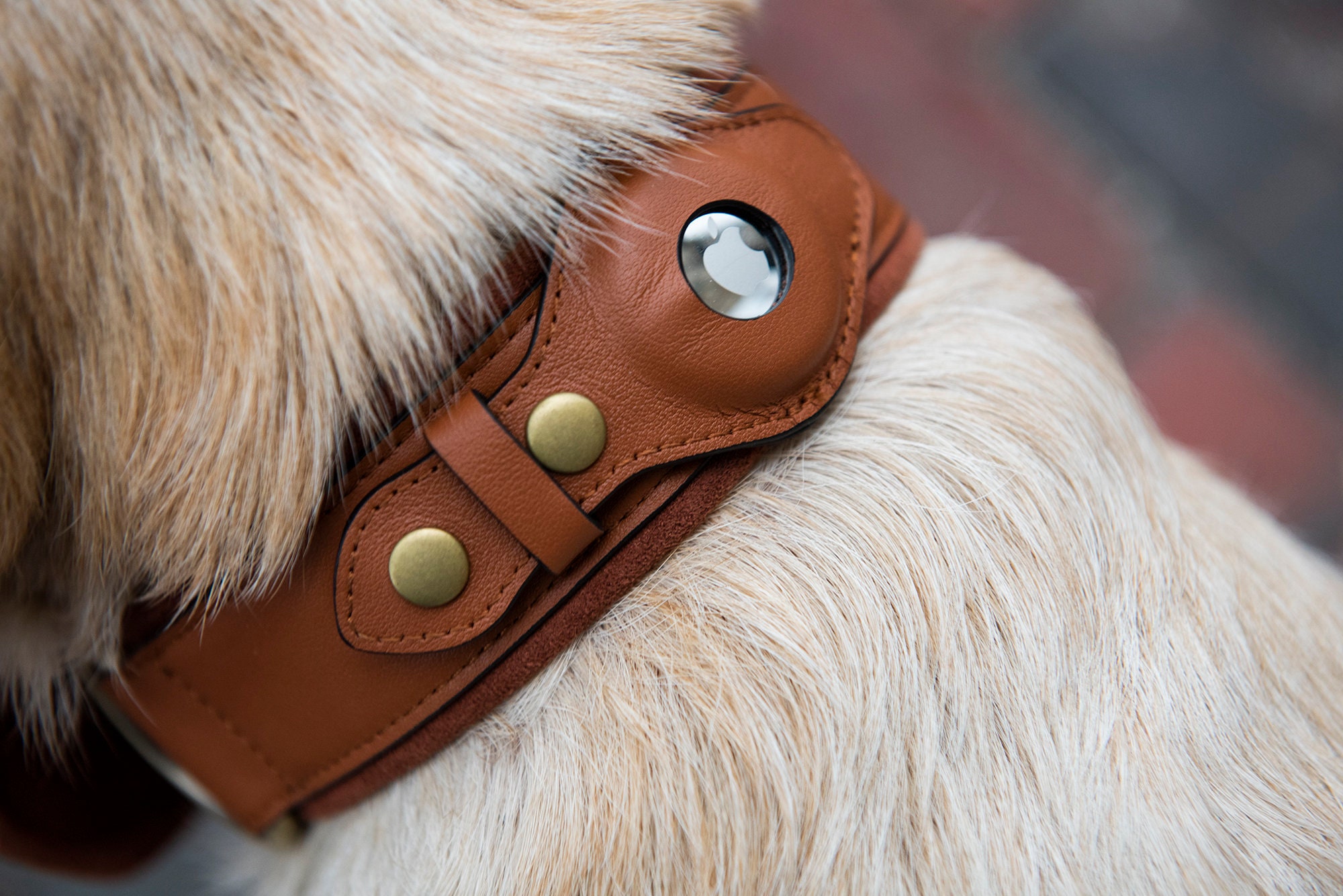 Personalizable Apple Airtag Dog Collar by Nine Twenty Eight™ Etsy Canada