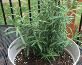 Rosemary Seeds - Fresh, Premium, GMO Free Herb Seeds, Grow Indoors or Outdoors Fast Flat Rate Shipping