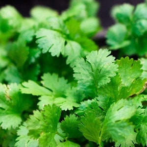 Organic Cilantro Seeds (Slow-Bolt); Fresh, Premium Culinary Herb Seeds; Fast Germination, Plant Indoors or Outdoor. Flat Rate Shipping