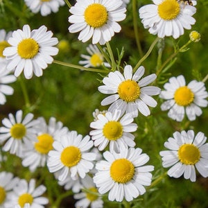 May include: A close-up view of a field of chamomile flowers. The flowers have white petals and bright yellow centers. The green foliage provides a backdrop for the many blooms. A small insect is visible on one of the flowers.