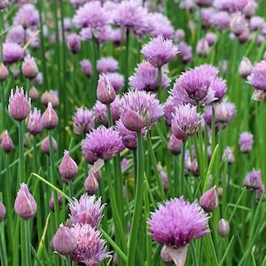 Organic Chives Seeds, non-GMO, Culinary Herb, Delicious On Baked Potato’s; Grow Indoors/ Outdoors, Fast Flat Rate Shipping