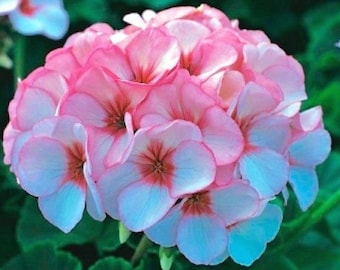 Geranium Seeds 9 Colors - Huge 4-5" Blooms; Perfect For Pots, Hanging Baskets or Gardens; Indoors / Outdoors