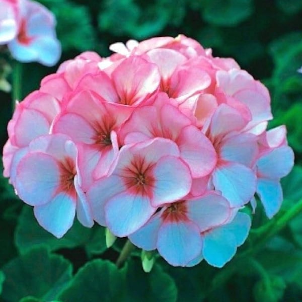 Geranium Seeds 9 Colors - Huge 4-5" Blooms; Perfect For Pots, Hanging Baskets or Gardens; Indoors / Outdoors